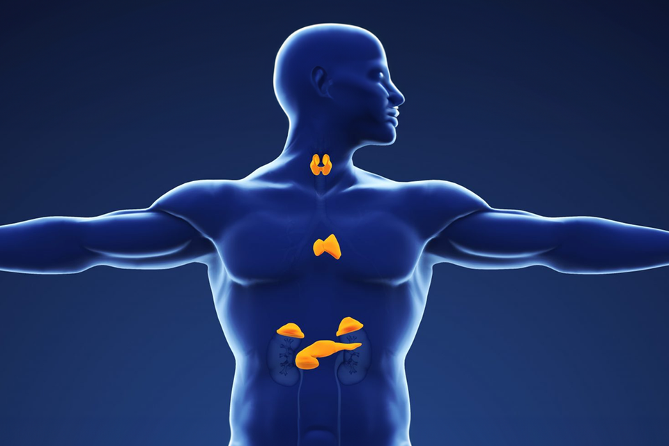 Enhancing Your Endocrine System with the Right Supplements